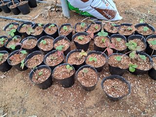 정이오가네농원님의 포도 · 자유게시판 작성글 사진