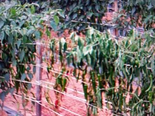 박린님의 고추 · 토양준비 작성글 사진