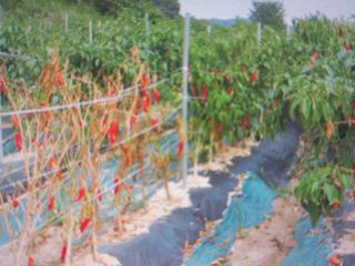 박린님의 고추 · 토양준비 작성글 사진