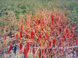 박린님의 고추 · 토양준비 작성글 사진