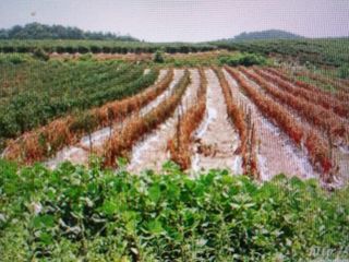 박린님의 고추 · 토양준비 작성글 사진