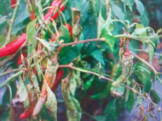 박린님의 고추 · 토양준비 작성글 사진