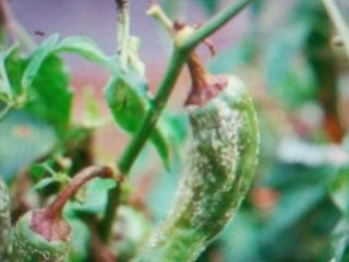 박린님의 고추 · 토양준비 작성글 사진