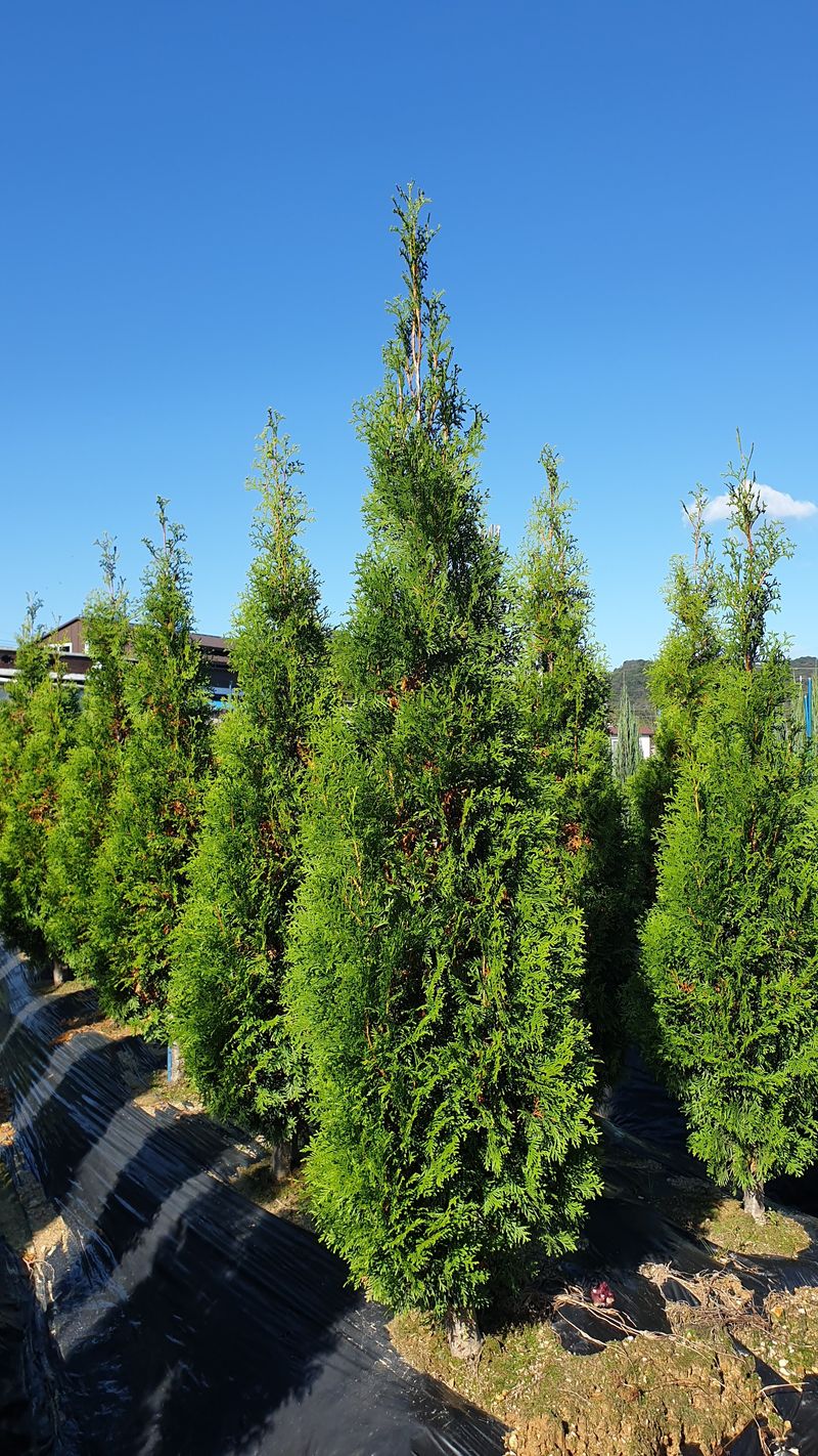 류대길님의 장터 판매 상품 [유럽풍 정원수(나무) 판매합니다] 첨부 사진