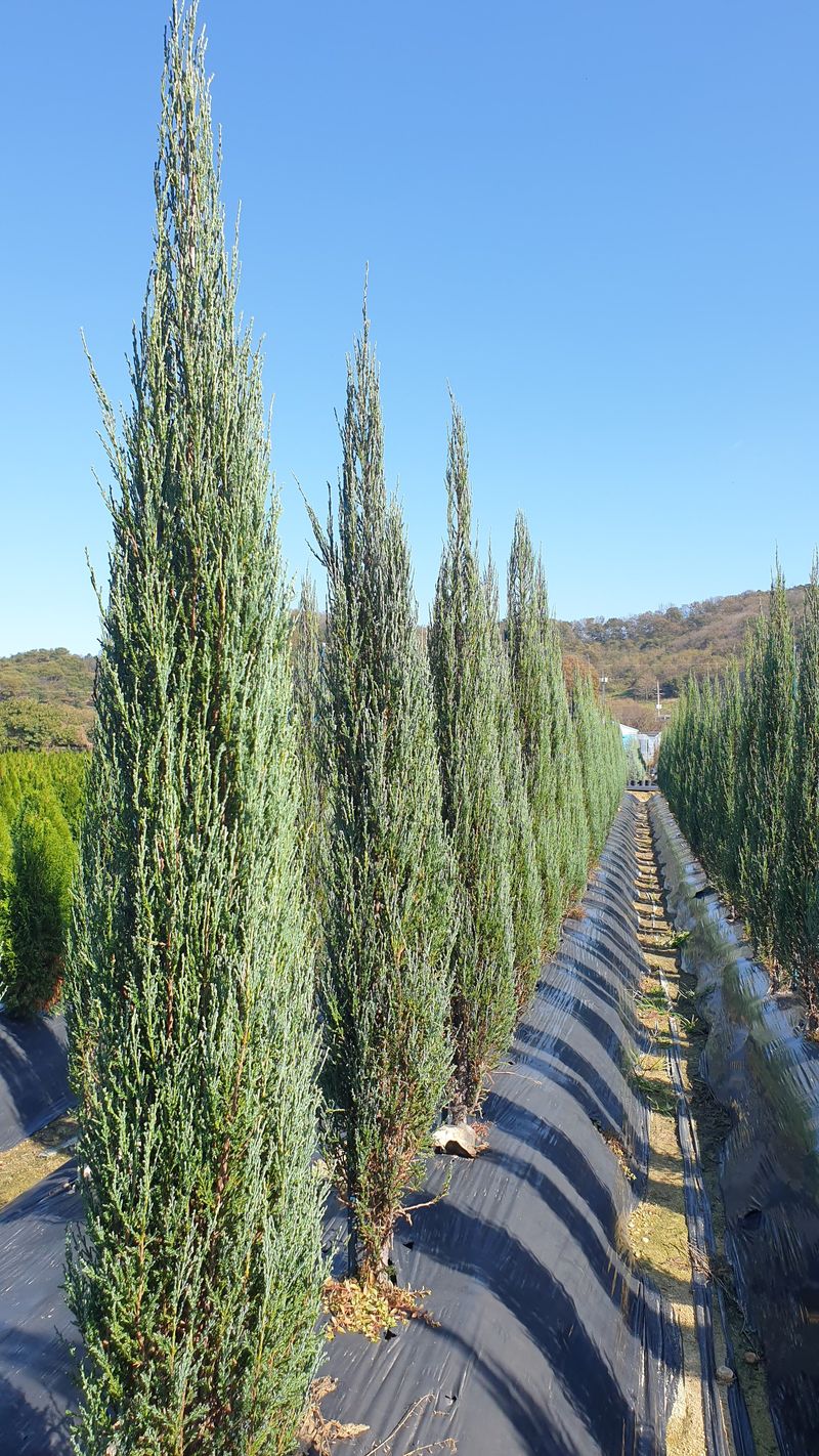 류대길님의 장터 판매 상품 [유럽풍 정원수(나무) 판매합니다] 첨부 사진