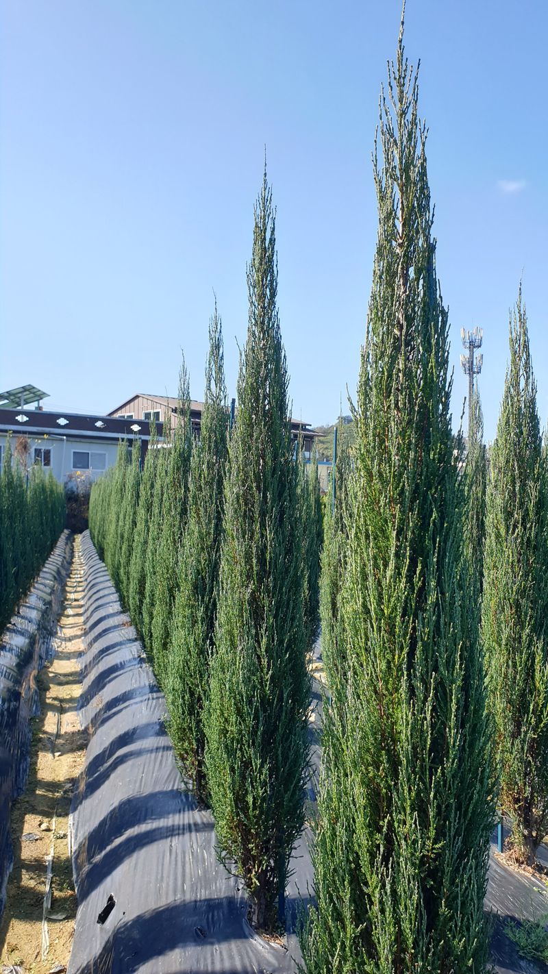 류대길님의 장터 판매 상품 [유럽풍 정원수(나무) 판매합니다] 첨부 사진