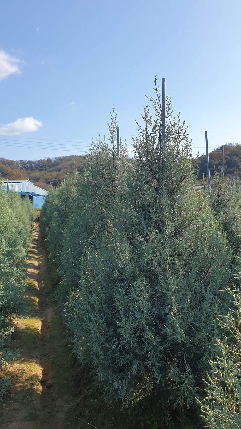 류대길님의 장터 판매 상품 [유럽풍 정원수(나무) 판매합니다] 첨부 사진