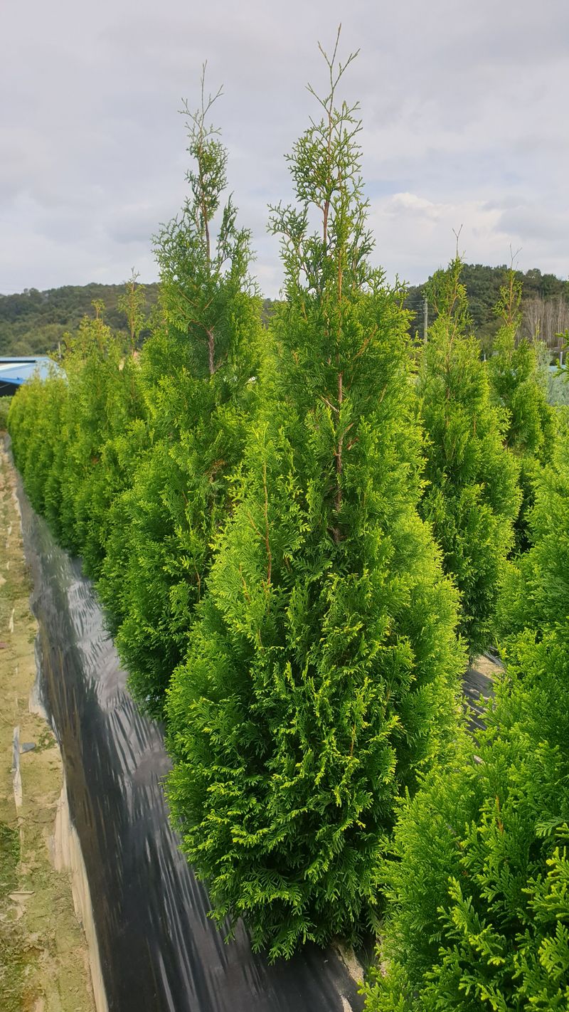 류대길님의 장터 판매 상품 [유럽풍 정원수(나무) 판매합니다] 첨부 사진