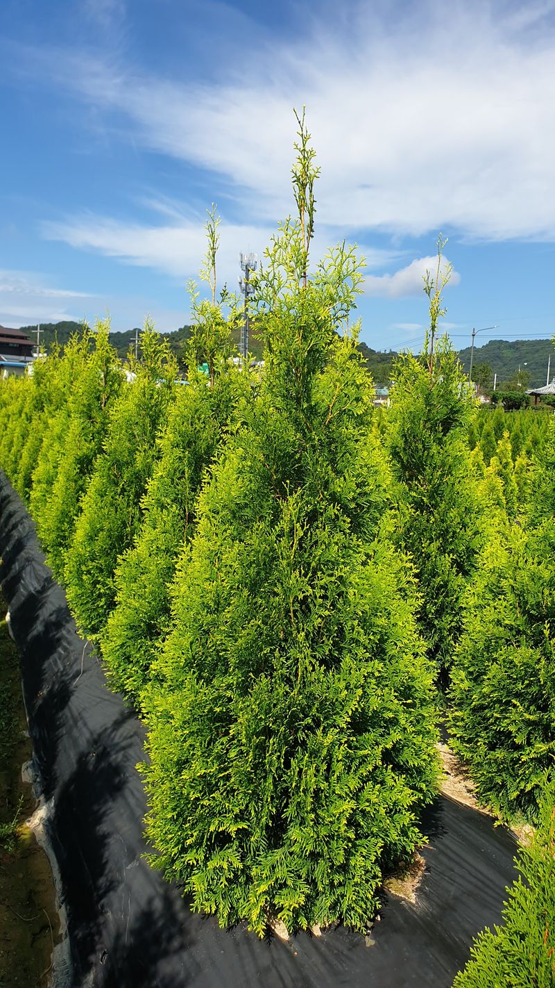 류대길님의 장터 판매 상품 [유럽풍 정원수(나무) 판매합니다] 첨부 사진