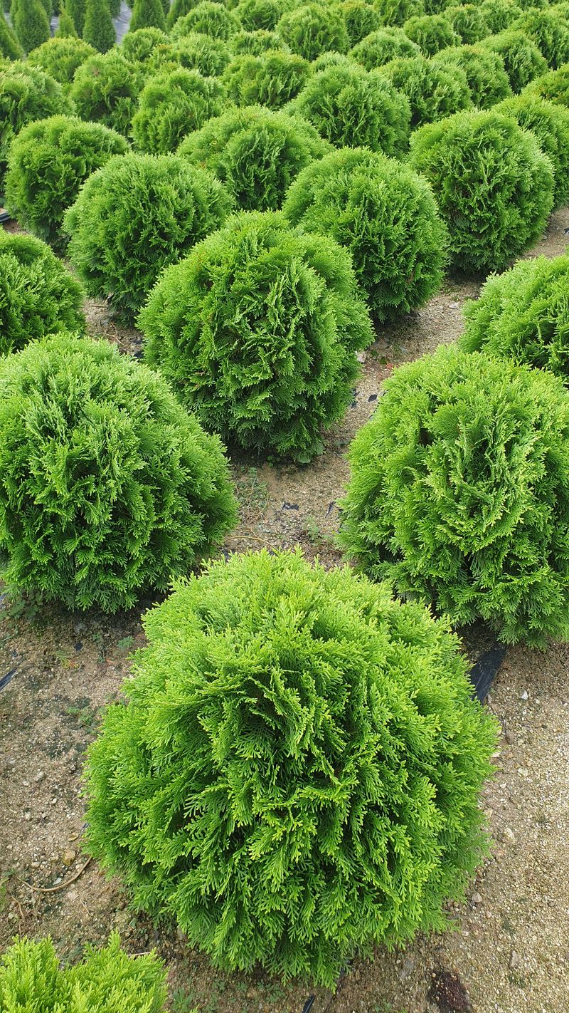 류대길님의 장터 판매 상품 [유럽풍 정원수(나무) 판매합니다] 첨부 사진