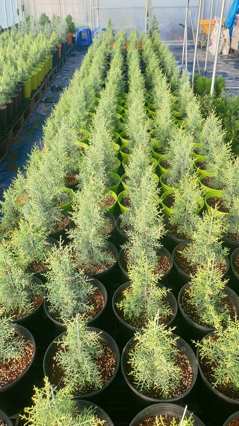 류대길님의 장터 판매 상품 [유럽풍 정원수(나무) 판매합니다] 첨부 사진