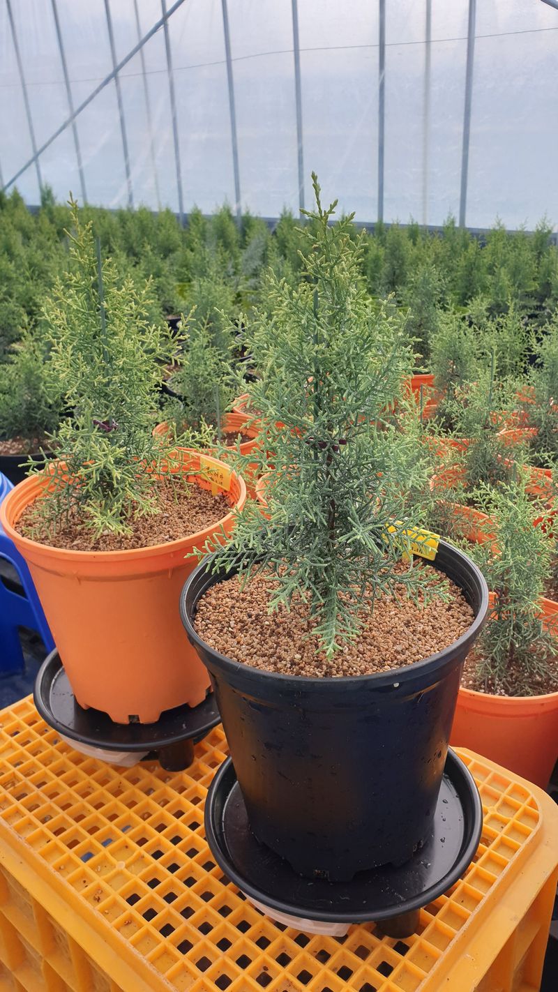 류대길님의 장터 판매 상품 [유럽풍 정원수(나무) 판매합니다] 첨부 사진