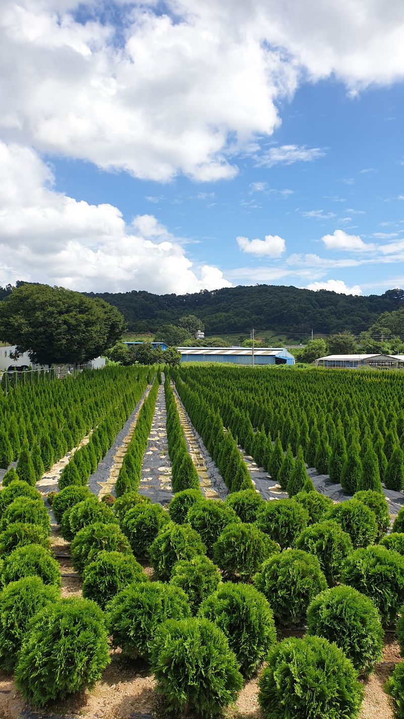 류대길님의 장터 판매 상품 [유럽풍 정원수(나무) 판매합니다] 첨부 사진