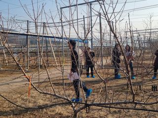 복사꽃마을 이창식님의 복숭아 · 자유게시판 작성글 사진