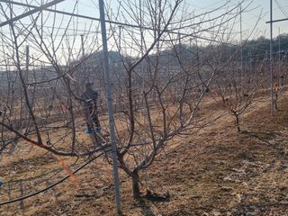 복사꽃마을 이창식님의 복숭아 · 자유게시판 작성글 사진