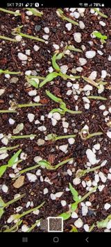 팜모닝 고추·병해충상담 게시글 이미지