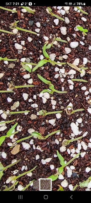 이정현님의 고추 · 병해충상담 작성글 사진