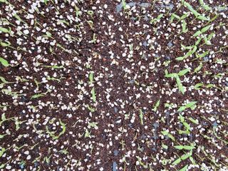 이정현님의 고추 · 병해충상담 작성글 사진