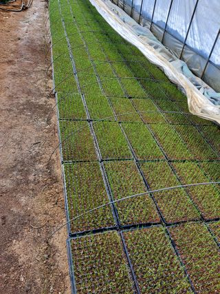 좋은인연원님의 파 · 자유게시판 작성글 사진