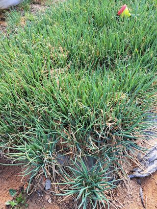 좋은인연원님의 파 · 자유게시판 작성글 사진