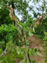 팜모닝 매실·병해충상담 게시글 이미지