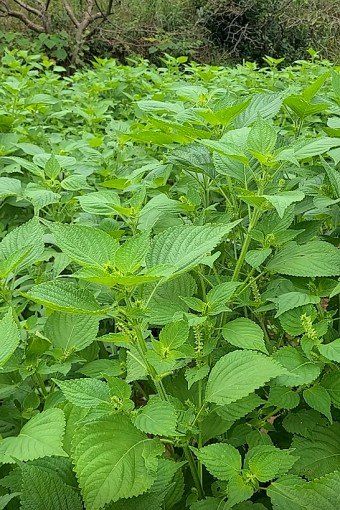 공석래님의 장터 판매 상품 [들깨5kg] 첨부 사진