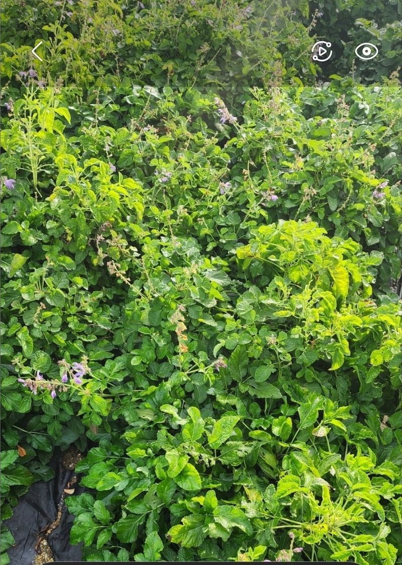 장터 상품 [1포기뿌리] 썸네일