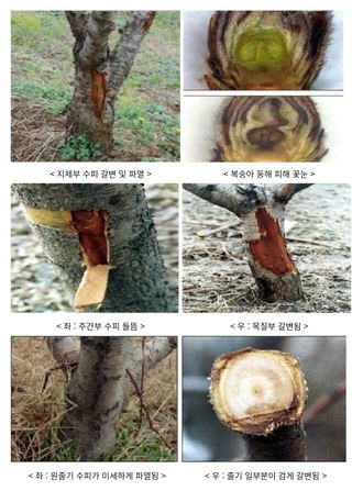달맛햇복숭아농원님의 복숭아 · 자유게시판 작성글 사진