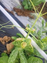 팜모닝 기타작물·병해충상담 게시글 이미지