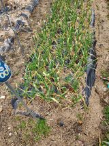 팜모닝 마늘·병해충상담 게시글 이미지