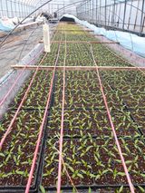 팜모닝 고추·지주설치•유인•성장 게시글 이미지