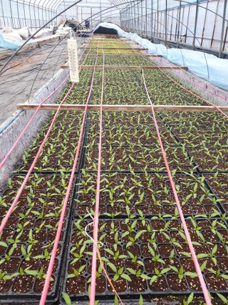 신태상님의 고추 · 지주설치•유인•성장 작성글 사진