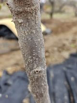 팜모닝 기타작물·병해충상담 게시글 이미지