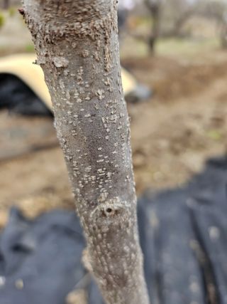 찐초짜농부님의 기타작물 · 병해충상담 작성글 사진