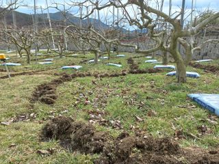 김년욱님의 우리지역 대표작물 자랑하기 · 참여글 작성글 사진