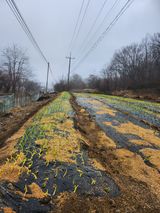 팜모닝 마늘·일상 게시글 이미지