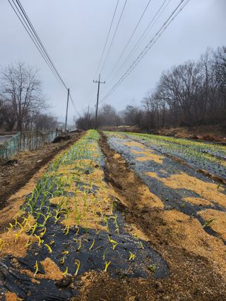박기철님의 마늘 · 일상 작성글 사진