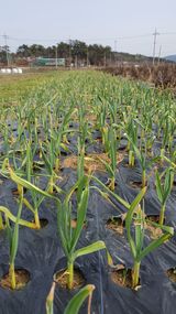 팜모닝 마늘·병해충상담 게시글 이미지