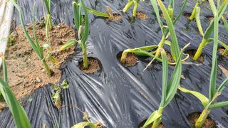 늘그자리에서님의 마늘 · 병해충상담 작성글 사진