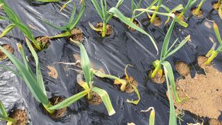 늘그자리에서님의 마늘 · 병해충상담 작성글 사진