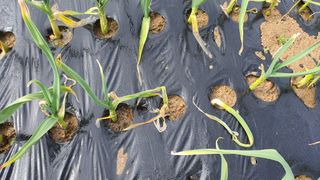 늘그자리에서님의 마늘 · 병해충상담 작성글 사진