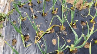 늘그자리에서님의 마늘 · 병해충상담 작성글 사진