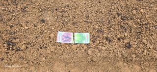 이길우님의 파 · 자유게시판 작성글 사진