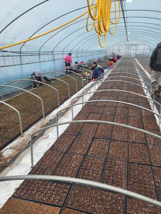 김영진(전남영광)님의 고추 · 품종•종자 작성글 사진