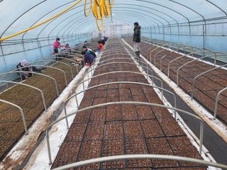 김영진(전남영광)님의 고추 · 품종•종자 작성글 사진