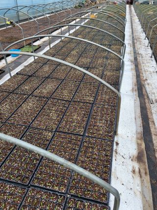 김영진(전남영광)님의 고추 · 품종•종자 작성글 사진