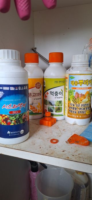 로즈마리님의 마늘 · 비료•농약 작성글 사진