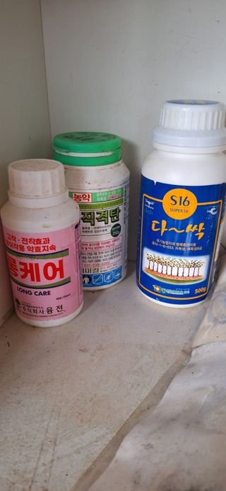 로즈마리님의 마늘 · 비료•농약 작성글 사진