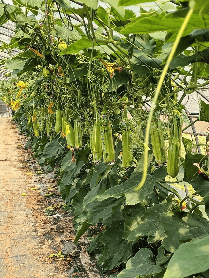 애호박농사꾼님의 장터 판매 상품 [애호박고지500g] 첨부 사진