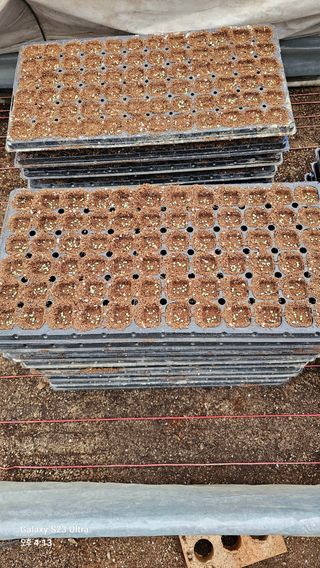 문병철님의 고추 · 파종•정식 작성글 사진